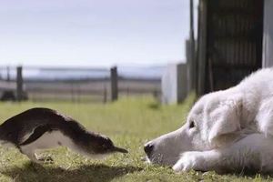 最小企鵝星人遭遇滅族危機，還好牧羊犬「保鏢」替身而出！