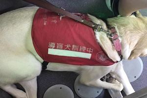 公車司機一看到導盲犬要上車立馬驚呼「終於讓我載到了」，接著他做的事讓主人都想哭了！