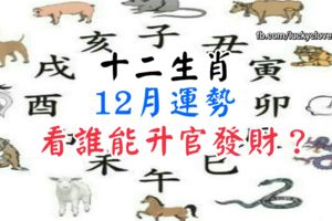 十二生肖12月運勢到！看看誰能陞官發財？16888