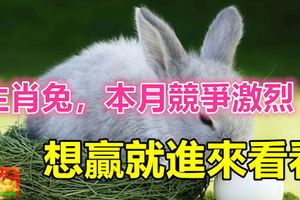 生肖兔，本月競爭激烈，想贏就進來看看