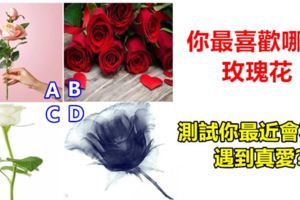 心理測試:你最喜歡哪朵玫瑰花,測試你最近會不會遇到真愛?