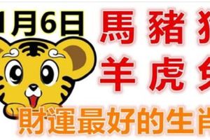 11月6日生肖運勢_馬、豬、狗大吉