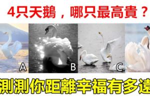 心理測試：4隻天鵝，哪只最高貴？測測你距離辛福有多遠