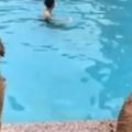 主人在泳池喊救命岸上狗狗們的反應讓人覺得養狗狗太值啦！