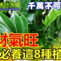 想要「財氣旺」，家中必養這8種植物！招財納福哦，千萬不可錯過~