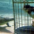 南非動物園推出遊客與鱷魚潛水項目，心髒不好的不能參加