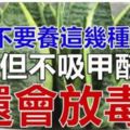 居家千萬不要養這幾種綠植，不但不吸甲醛還會放毒！