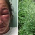 一碰到就腫成豬頭！網瘋傳「國際級毒草」入侵台灣　林務局證實：面積大到無法猜想