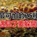 世界最可怕的25種動物，遇見了要躲開