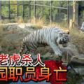 日本白老虎殺人動物園職員身亡