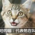 貓奴必學！　11個喵聲翻譯「幫助你聽懂貓語」