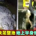 餵鱷魚墜池慘被啃食　女子半個身體消失