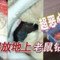 2019-04-03:超噁心！生雞放地上　老鼠鑽雞肚!