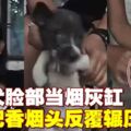 女子殘忍虐待幼犬　視頻被流傳引熱議