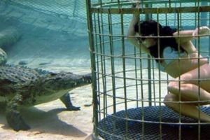 南非動物園推出遊客與鱷魚潛水項目，心髒不好的不能參加