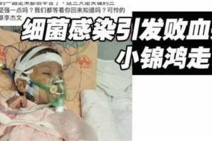 4歲小錦鴻台灣治療後不敵細菌感染引發敗血症辭世...