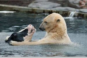 網友拍到動物園的北極熊與乳牛相親相愛！沒想到下一秒竟引起全場尖叫：「我看到了什麼」!