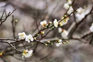 寒流發威，梅花綻放似雪全台「遊」梅景，千萬不要錯過