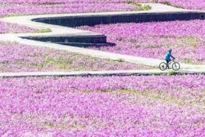 粉紅大地賞花新亮點忘憂谷花海夢幻盛開