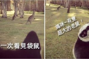 30種「可愛小動物們的第一次體驗」爆笑場景，牠們超療癒的反應會讓你瞬間升天！