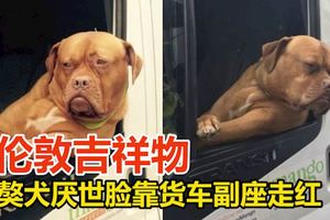 獒犬厭世臉靠貨車副座　走紅升當倫敦吉祥物