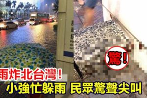 暴雨炸北台灣！小強忙躲雨民眾驚聲尖叫