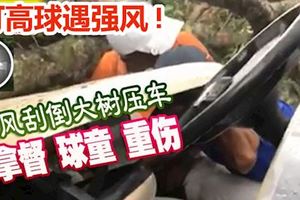 打高球遇強風!巫裔拿督,球童乘球車遭大樹壓頂，雙雙負傷！