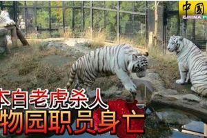 日本白老虎殺人動物園職員身亡