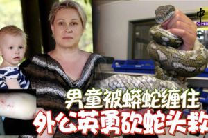 男童被蟒蛇纏住外公英勇砍蛇頭救孫