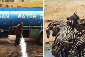 為了讓動物有水喝！　「非洲暖男」每天開車運水　不想再看到有生命消失