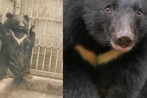 狂嬤把台灣黑熊當狗養…神展開動物園回應了