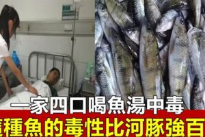 一家四口喝魚湯中毒,這種魚的毒性比河豚強百倍,很少有人知道