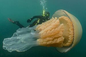 為環保潛水「巧遇超巨大水母」　生物學家：這就是我們要守護海洋的原因