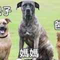 這隻獒犬生了一隻長相奇特的狗寶寶，主人一看就知道一定是家裡的吉娃娃把獒犬肚子搞大的！