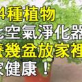 這24種植物堪比空氣淨化器，多養幾盆放家裡，全家健康！