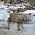 獵人在河岸發現了這只「鑲在冰塊裡的狐狸」十分驚訝，切開冰塊後竟然發現了更震撼的事實…