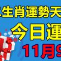 十二生肖運勢天天看，今日運勢：11月9日