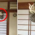 貓咪犯錯被掛起來了，看完全部照片後卻被網友調侃：這貓一點認錯的想法都沒有！