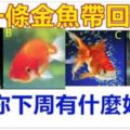 心理測試：選一條金魚帶回去養，測試你下周有什麼好運勢