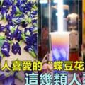 「蝶豆花」又美又保健，可是你知道其實它是有「副作用」的嗎？