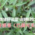 旱蓮草煲豬肝淡菜治好婦女鼻咽癌，就是服用旱蓮草醫好的