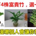 心理測試：以下4株富貴竹，選一株，測身邊哪個人會讓你發財？