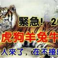 緊急，2019年，屬【虎狗羊兔牛】的人，你的貴人來了，在不接就沒了