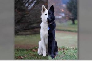 天生一對！這對「黑白牧羊犬」的婚紗照在網路爆紅...看著看著心跟著融化了！！