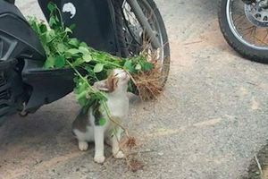 摘了貓薄荷回來，還沒進門貓咪就迫不及待上去吸了，醉生夢死的樣子！