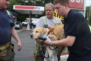 導盲犬為了保護主人用肉身擋失控的公車，送醫治療4個月後…跟主人團聚的畫面真是太催淚了！