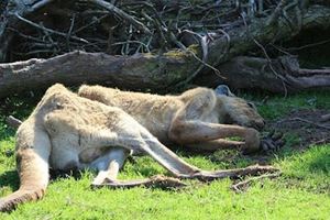 沒想到英國竟然會有爛到「3年內養什麼死什麼」的動物園，美洲虎的行為讓大家都不忍想像…