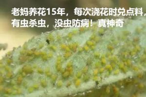 老媽養花15年，每次澆花時兌點料，有蟲殺蟲，沒蟲防病！真神奇