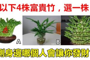 心理測試：以下4株富貴竹，選一株，測身邊哪個人會讓你發財？