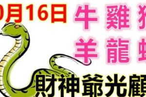 10月16日生肖運勢_牛、雞、猴大吉